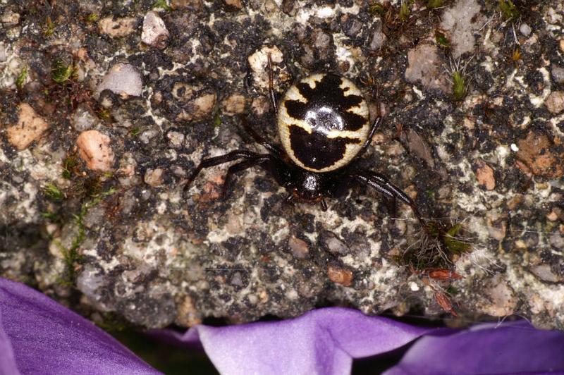 Synaema_globosum_D5031_Z_89_Les Gris_Frankrijk.jpg